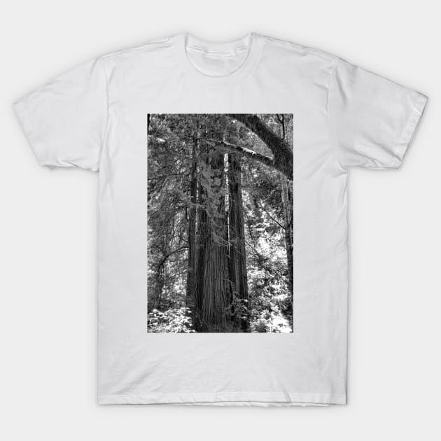 Muir Woods Study 3 T-Shirt by bobmeyers